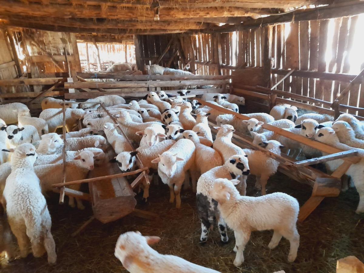Casa De La Ferma Mariuca Villa Berbesti Eksteriør bilde