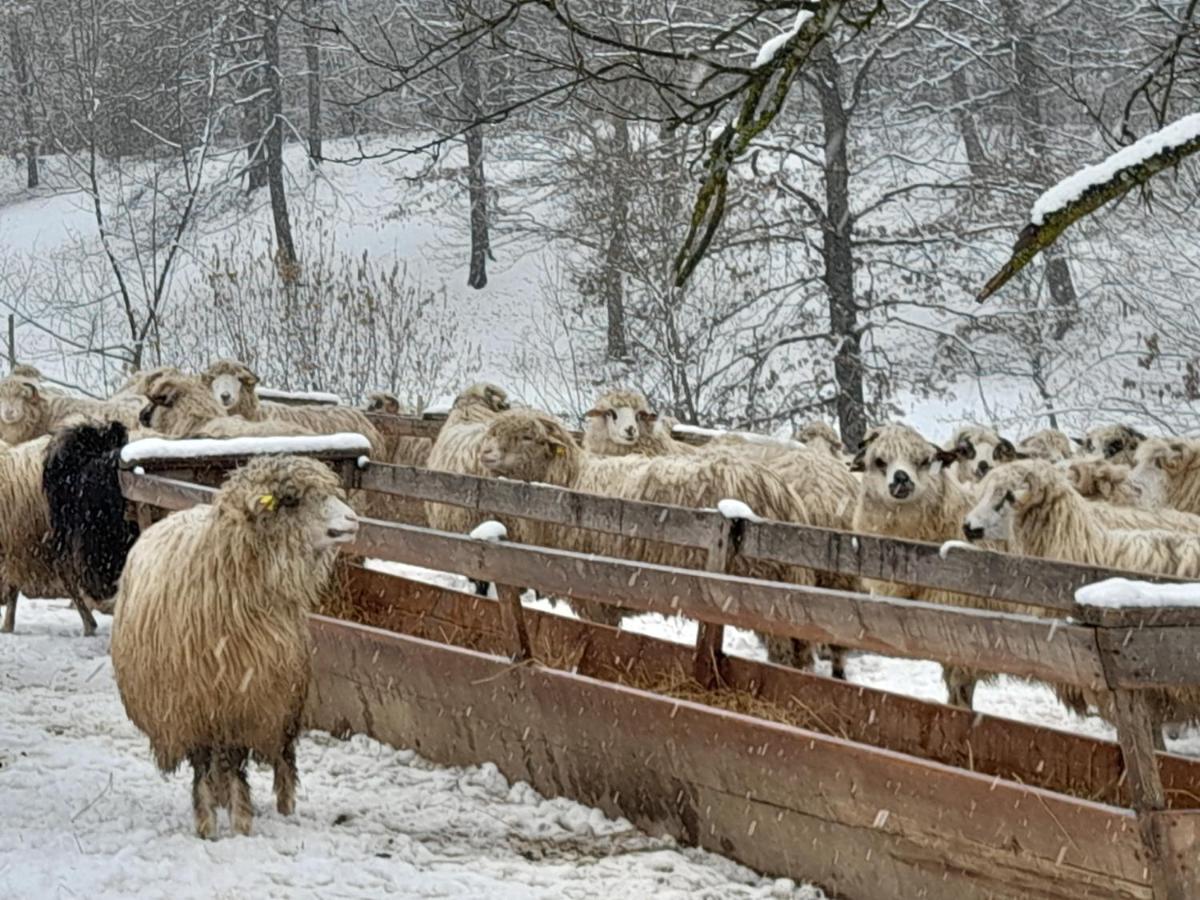 Casa De La Ferma Mariuca Villa Berbesti Eksteriør bilde